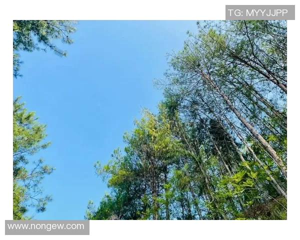 探索绿野官网的无限可能,开启你的自然之旅与户外探险新体验 探索绿野官网的无限可能,开启你的自然之旅与户外探险新体验