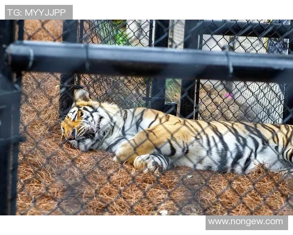 阿特拉斯与老虎大学的比赛因故延期球迷期待新日期公布